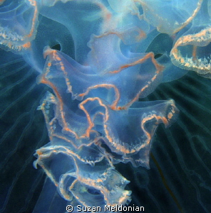 Rorschach test by Suzan Meldonian 